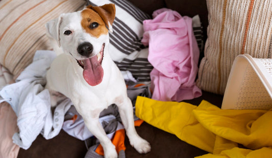 Lifestyle Match: Cat Ownership vs Dog Ownership Guide
