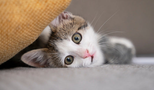 Choosing Wisely: Open vs Covered Cat Litter Boxes Explained