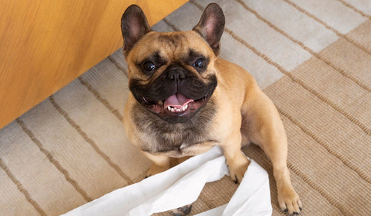 Litter Box Placement: Finding The Ideal Spot in Your Home