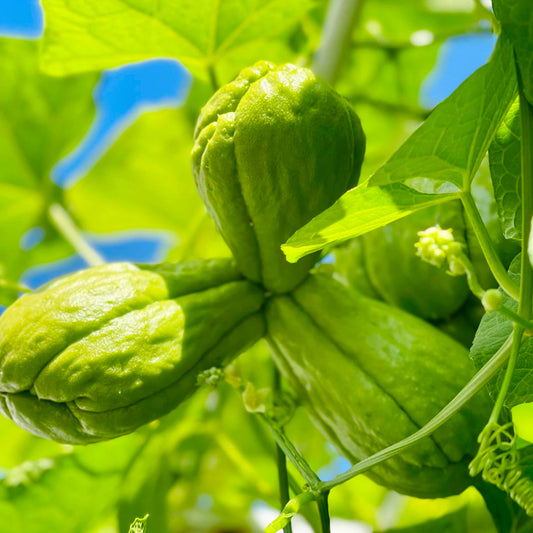 Fresh Organic Chayote