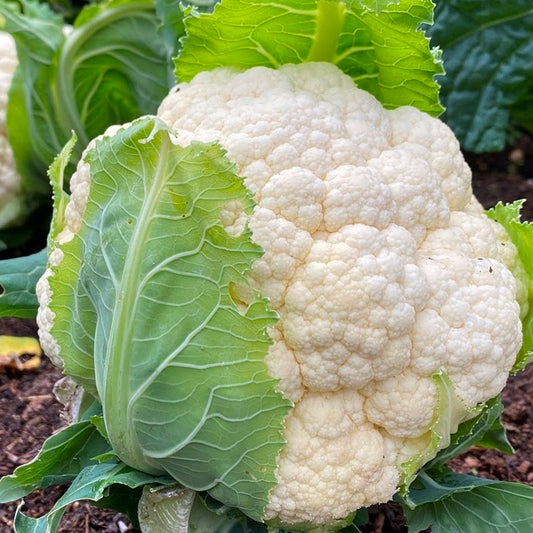 Fresh Organic Cauliflower