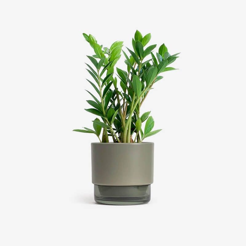 zz plant money plant House Plant – ZZ Plants/Money Plants – umino-demo-v2