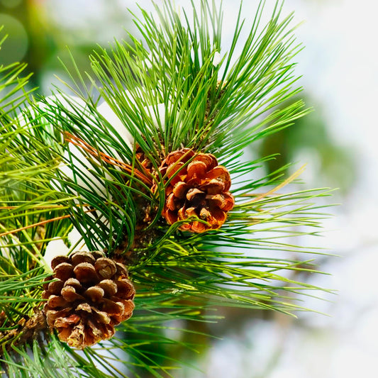 Christmas Decor Pine Branches