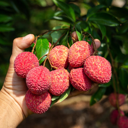 Specialty Fresh Litchi