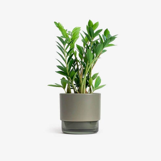 House Plant – ZZ Plants/Money Plants